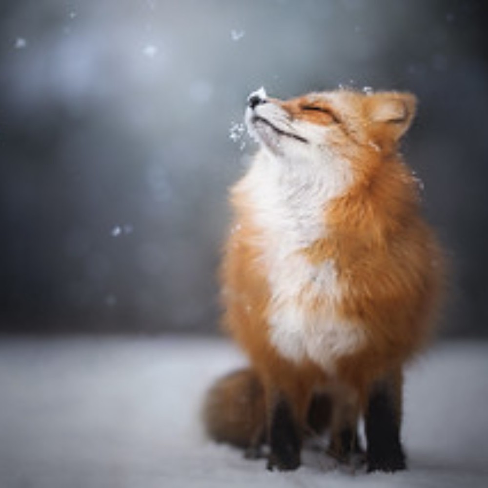 Hello! Make me an offer.